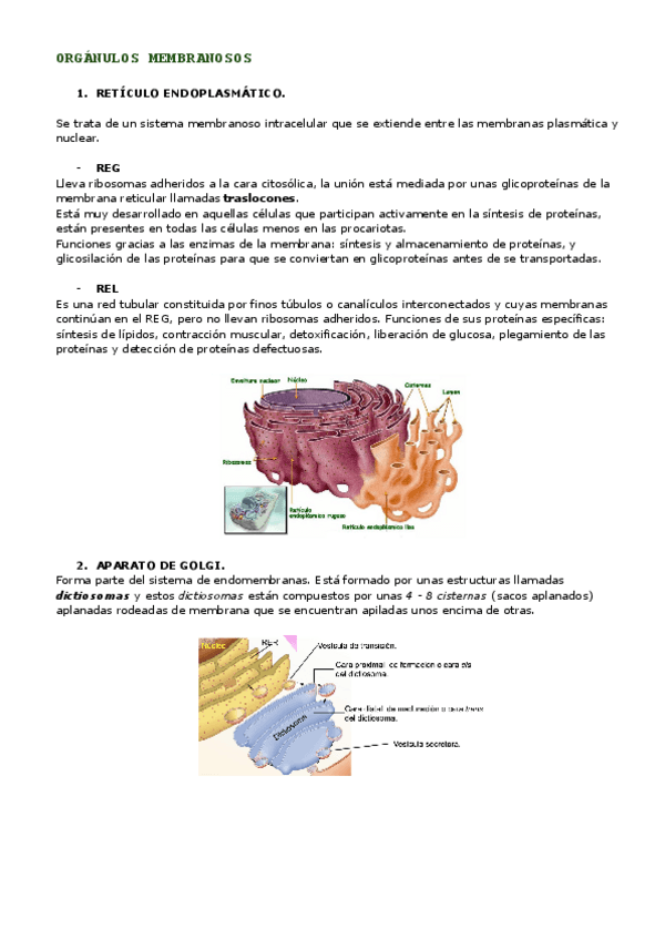 Miniatura del documento ORGANULOS-MEMBRANOSOS-MITOCONDRIA-Y-CLOROPLASTOS.pdf