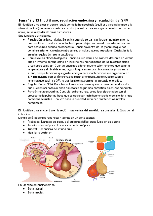 Miniatura del documento Tema-12-y-13-Hipotalamo-regulacion-endocrina-y-regulacion-del-SNA.pdf
