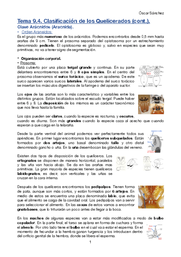 Miniatura del documento Tema-9-4-Zoologia-II.pdf