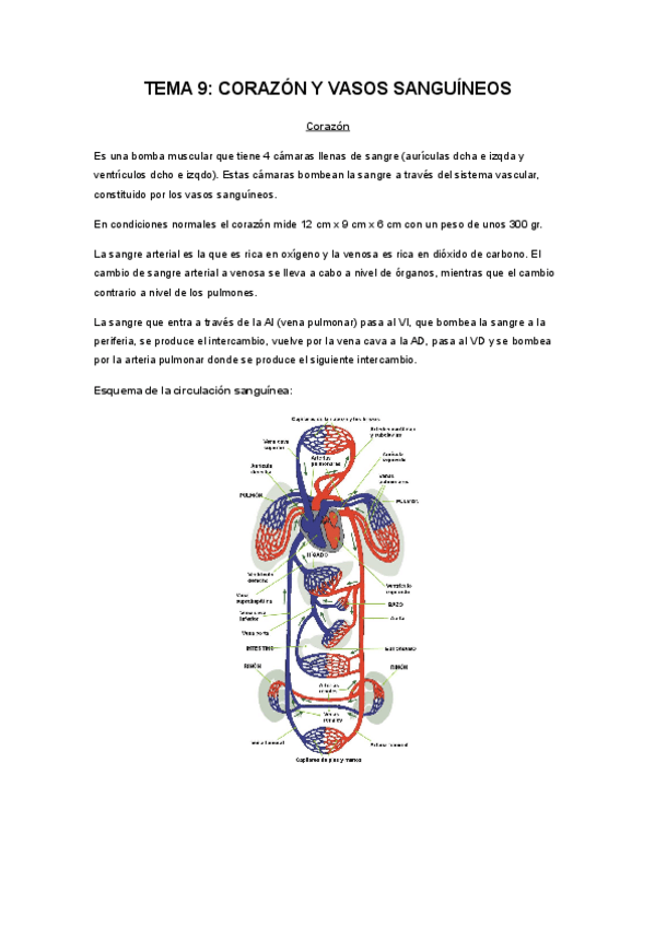Miniatura del documento CORAZÓN_Y_VASOS_SANGUÍNEOS_d.pdf