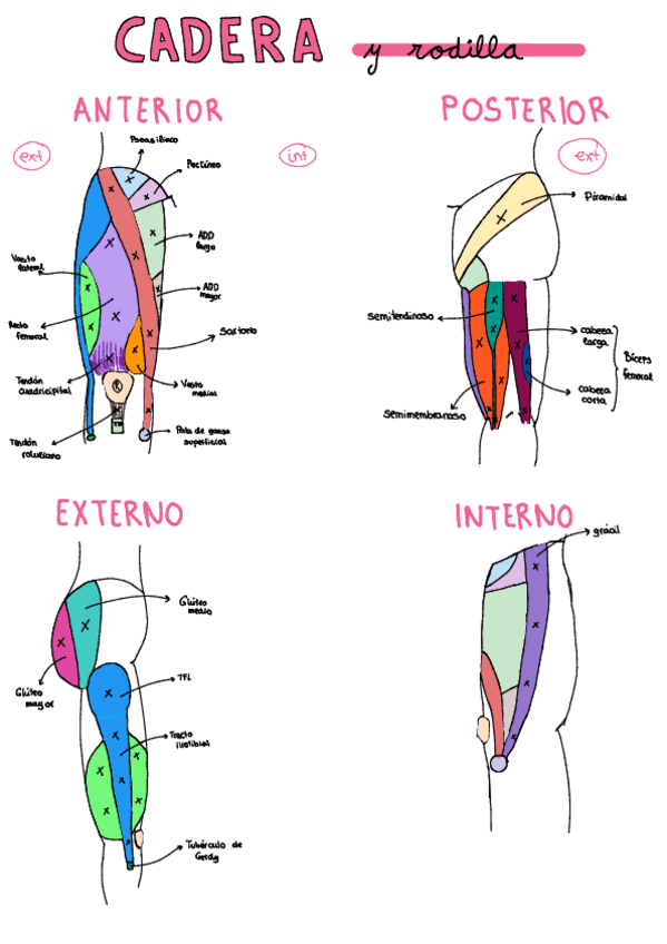 Miniatura del documento Dibujo-Cadera-Rodilla.pdf
