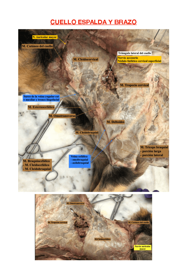 Miniatura del documento Disección.pdf