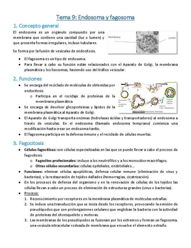 Miniatura del documento Tema-9-Endosoma-y-fagosoma.pdf