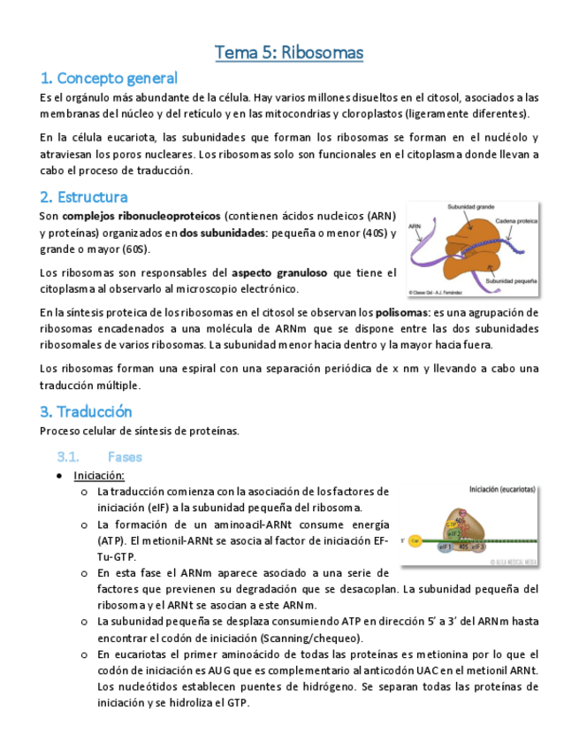 Miniatura del documento Tema-5-Ribosomas.pdf