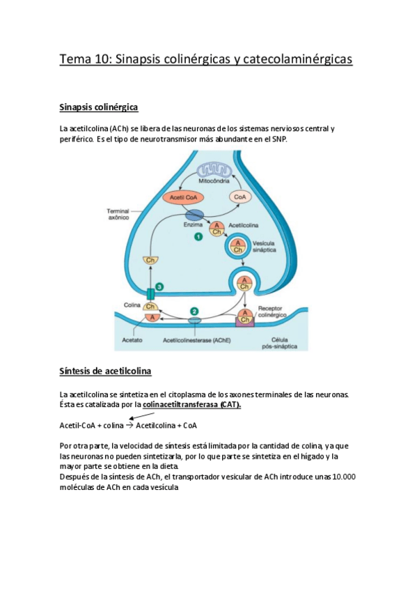 Miniatura del documento Tema 10.pdf