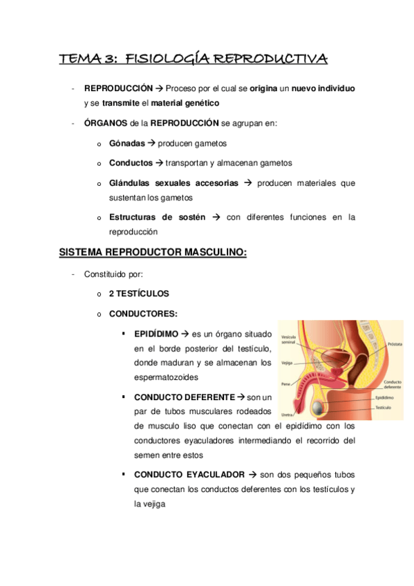 Miniatura del documento Tema-3-fisiologia-reproductivaa.pdf