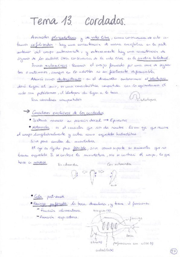 Miniatura del documento Tema 13 Cordados.pdf