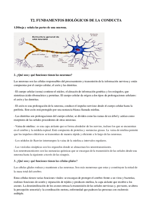 Miniatura del documento apuntes-t2-neuronas.docx
