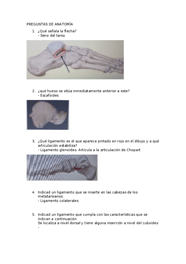 Miniatura del documento preguntas-anatomia.docx
