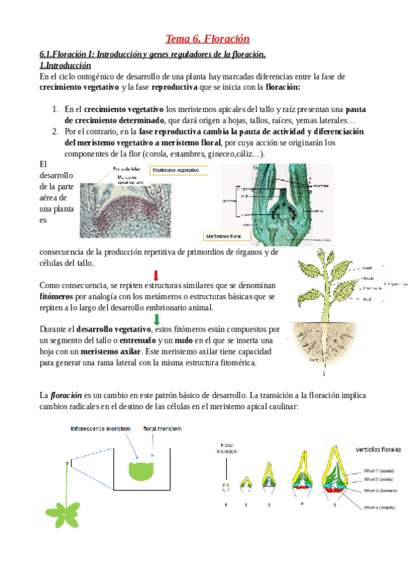 Miniatura del documento Tema-6.pdf