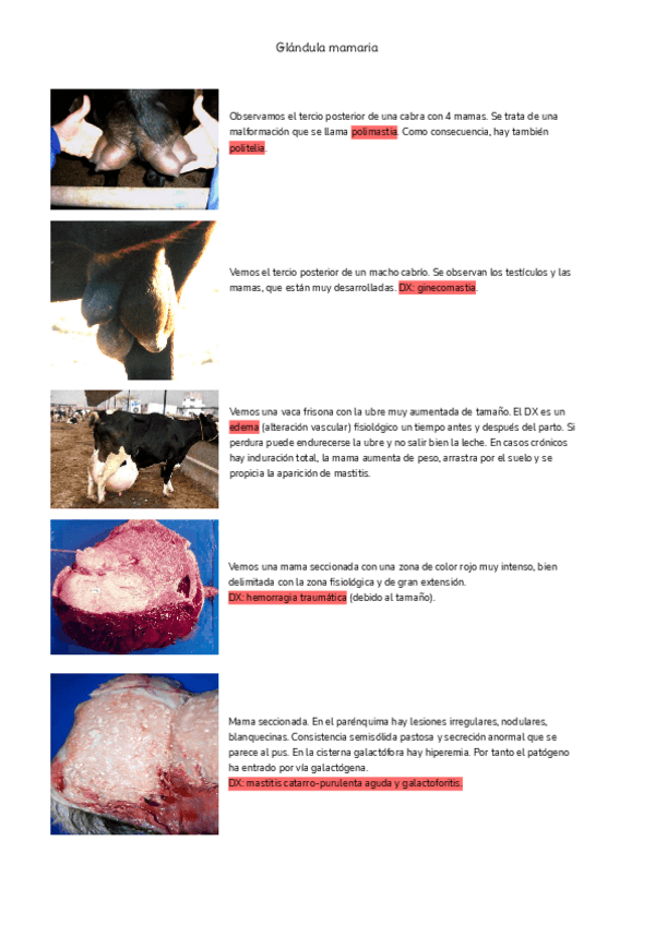 Miniatura del documento Glandula-mamaria.pdf