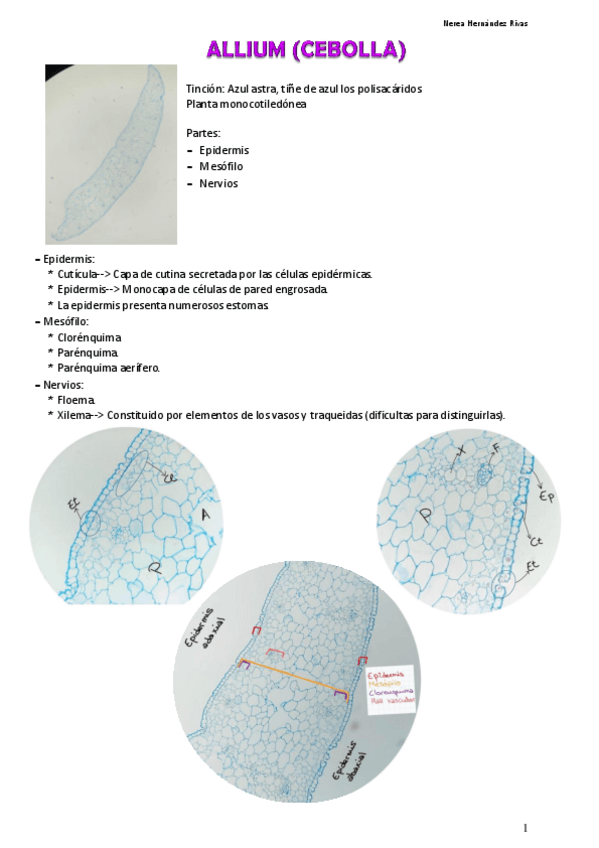 Miniatura del documento HOJA.pdf