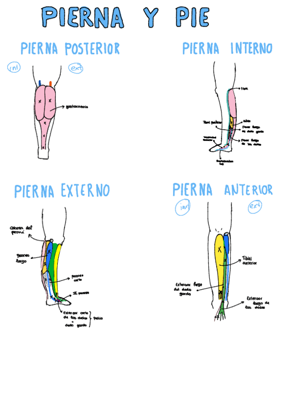 Miniatura del documento dibujo-pie-dedos.pdf