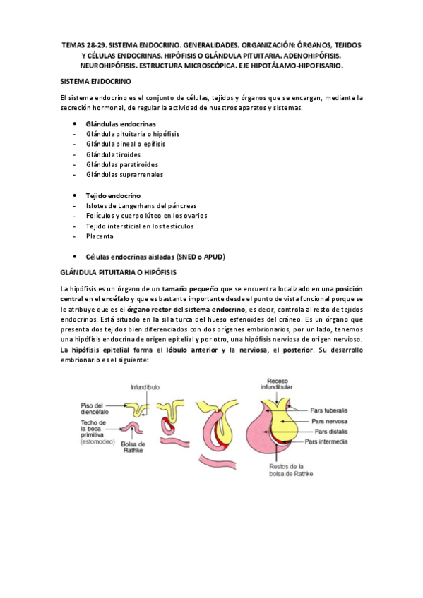 Miniatura del documento TEMA 28-29 para wuolah.pdf