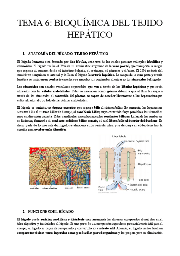 Miniatura del documento TEMA-6-BIOQUIMICA-DEL-TEJIDO-HEPATICO.pdf