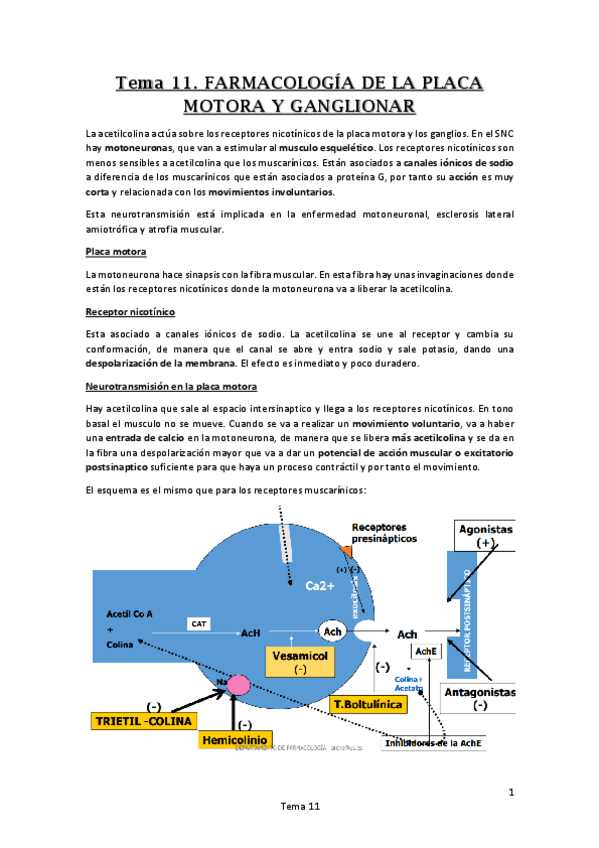 Miniatura del documento Tema 11. FARMACOLOGÍA DE LA PLACA MOTORA Y GANGLIONAR.pdf