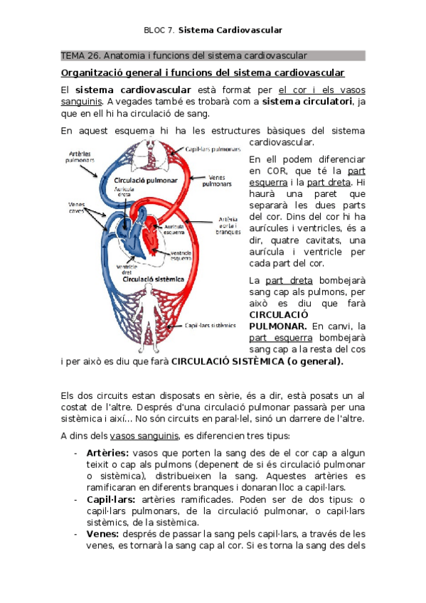 Miniatura del documento Temes-26-i-27-Bloc-7-sistema-cardiovascular.docx