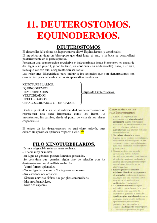 Miniatura del documento 11. Deuterostomos. Equinodermos.pdf