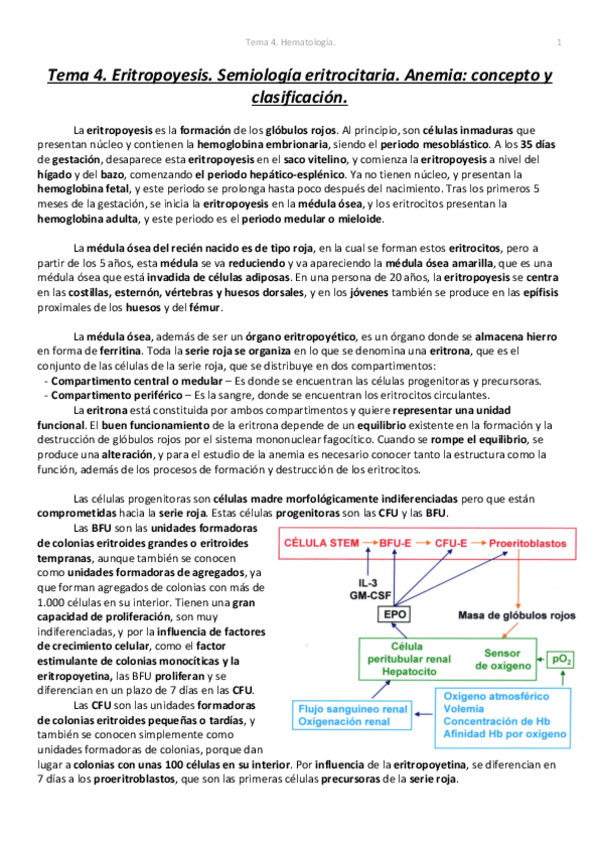 Miniatura del documento Tema 4. Hematología..pdf