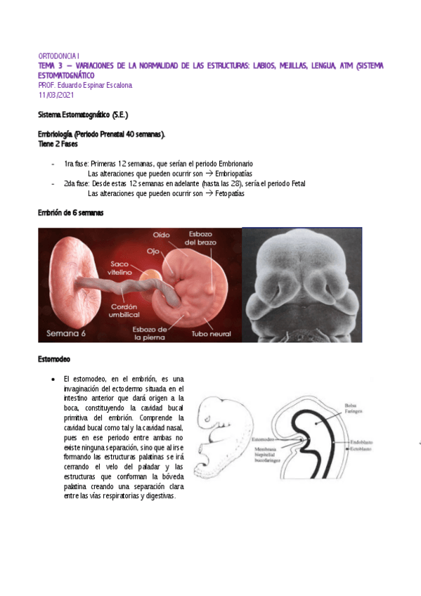 Miniatura del documento Ortodoncia-I-Tema-3-Sist-Estomatognatico.pdf