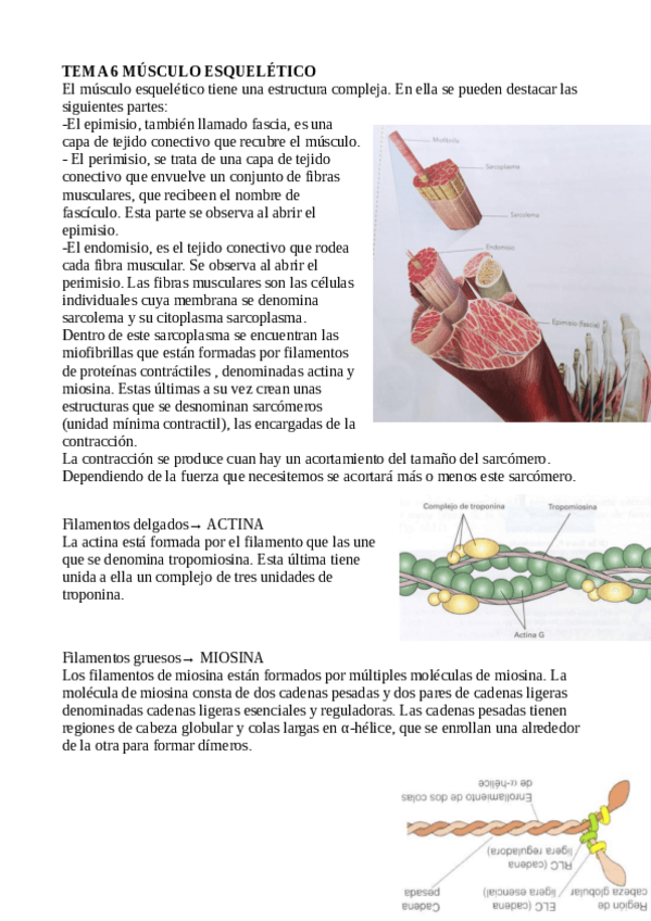 Miniatura del documento APUNTES-FISIOLOGIA-TEMA-6-8101214-y16.pdf