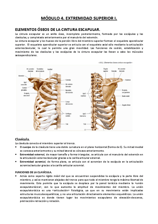 Miniatura del documento APUNTES-ANATOMIA-I-MODULO-4.pdf