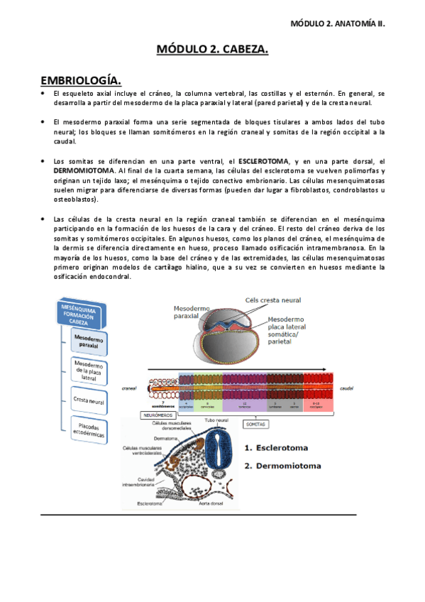 Miniatura del documento ANATOMIA-HUMANA-II-MODULO-2.pdf