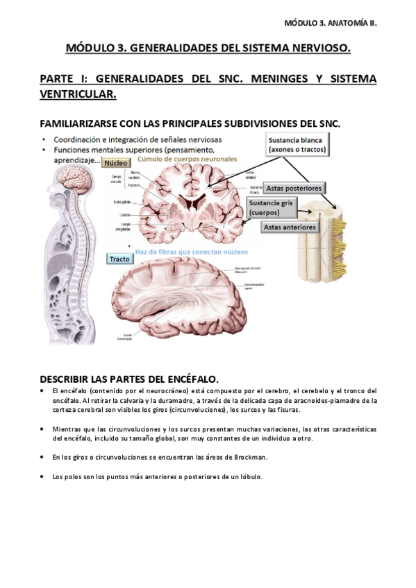 Miniatura del documento APUNTES-ANATOMIA-II-MODULO-3.pdf