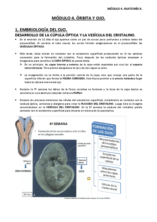Miniatura del documento APUNTES-ANATOMIA-II-MODULO-4.pdf
