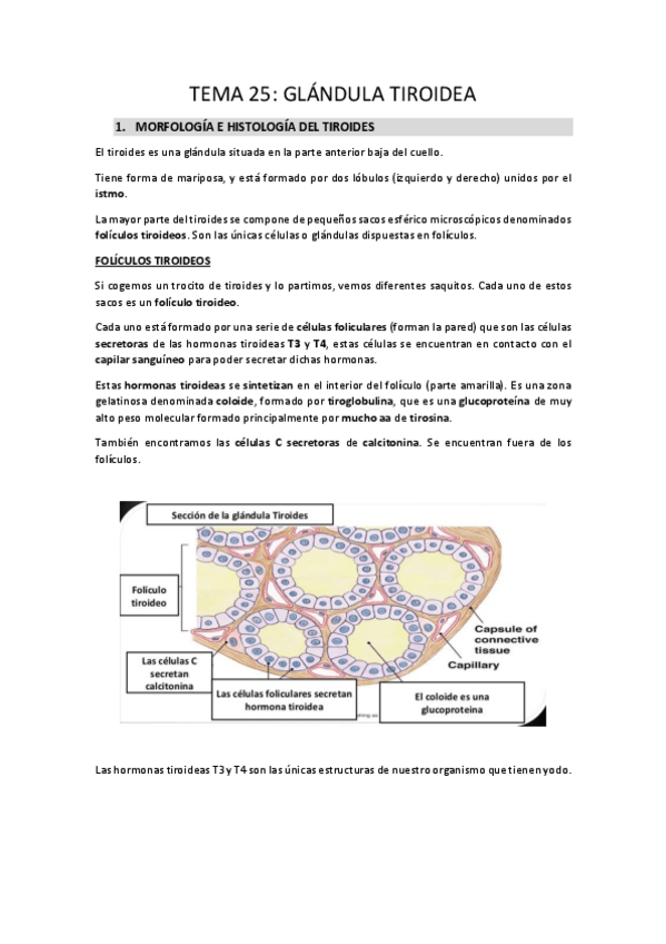 Miniatura del documento TEMA-25.pdf