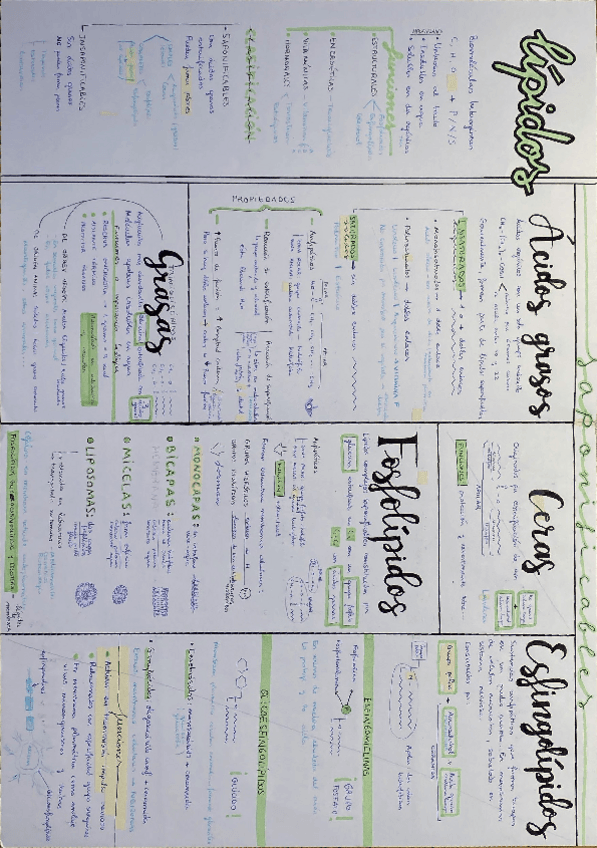 Miniatura del documento Lipidos-.pdf