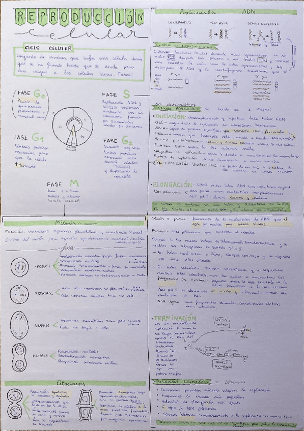 Miniatura del documento Reproduccion-celular.pdf