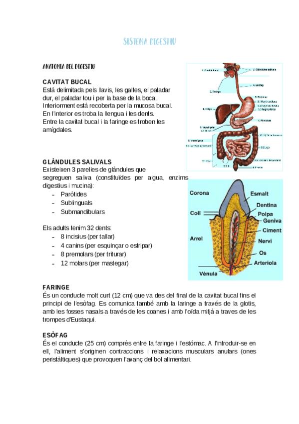 Miniatura del documento SISTEMA-DIGESTIU.pdf