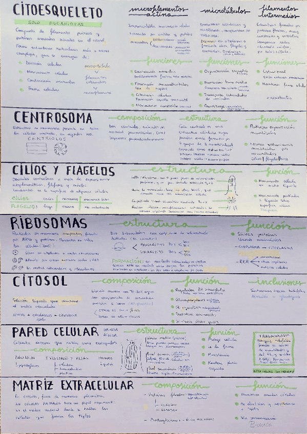 Miniatura del documento Organulos-no-membranosos.pdf