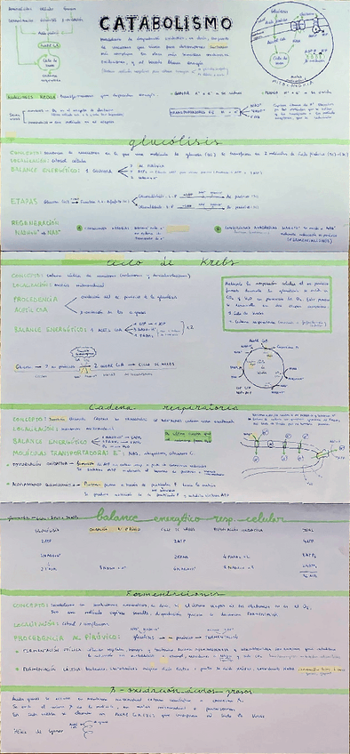 Miniatura del documento Catabolismo.pdf