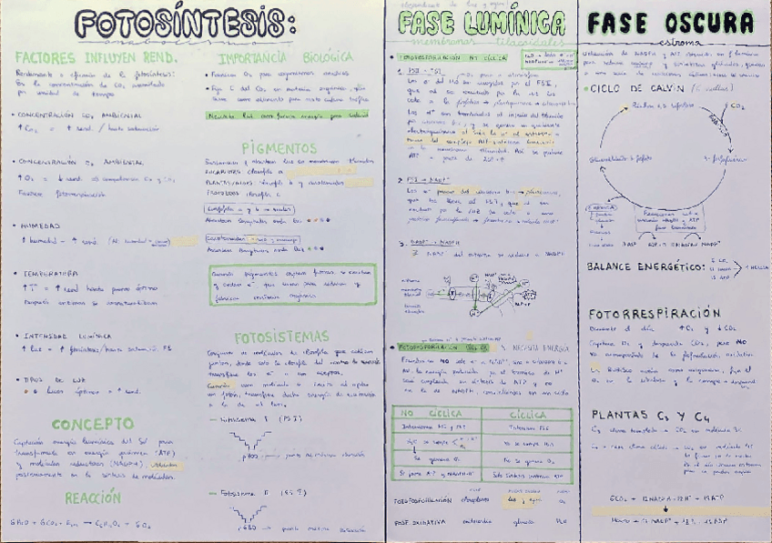 Miniatura del documento Fotosintesis.pdf