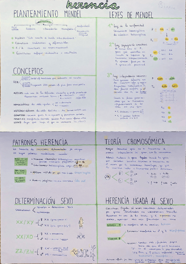 Miniatura del documento Herencia-leyes-de-Mendel.pdf