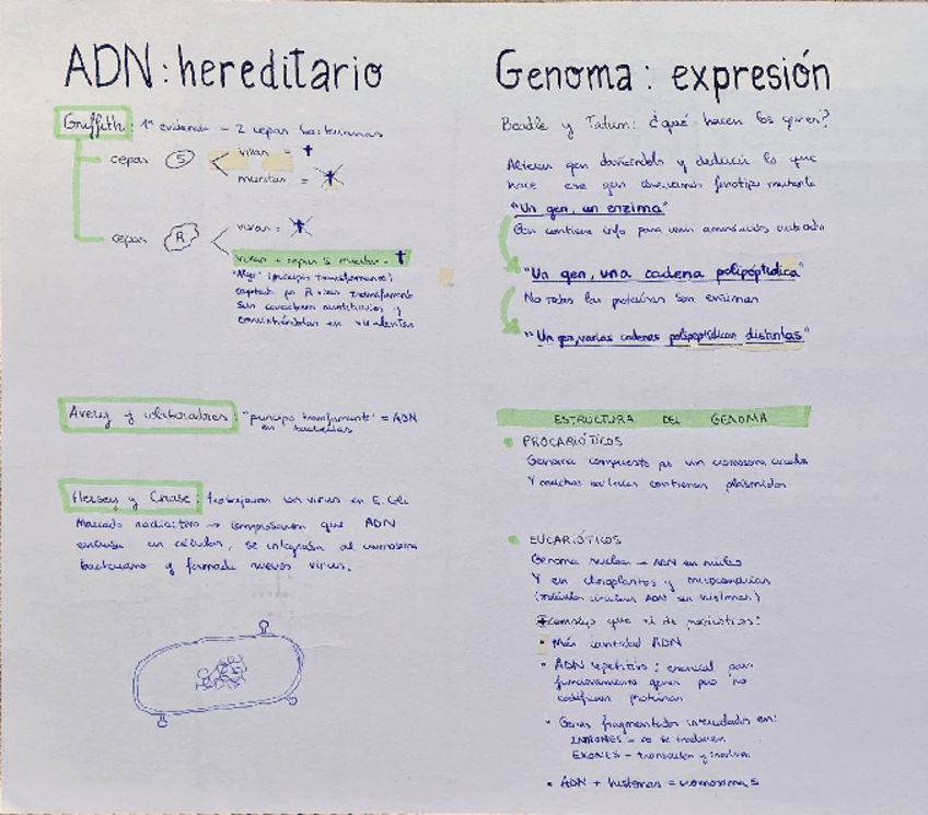 Miniatura del documento ADN-Transcripcion-y-traduccion-.pdf