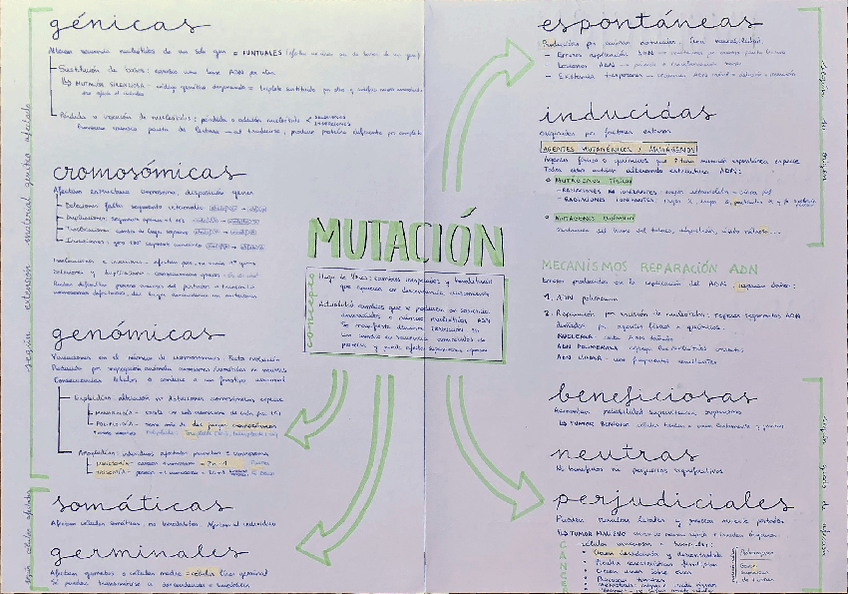 Miniatura del documento Mutaciones-y-evolucion-.pdf