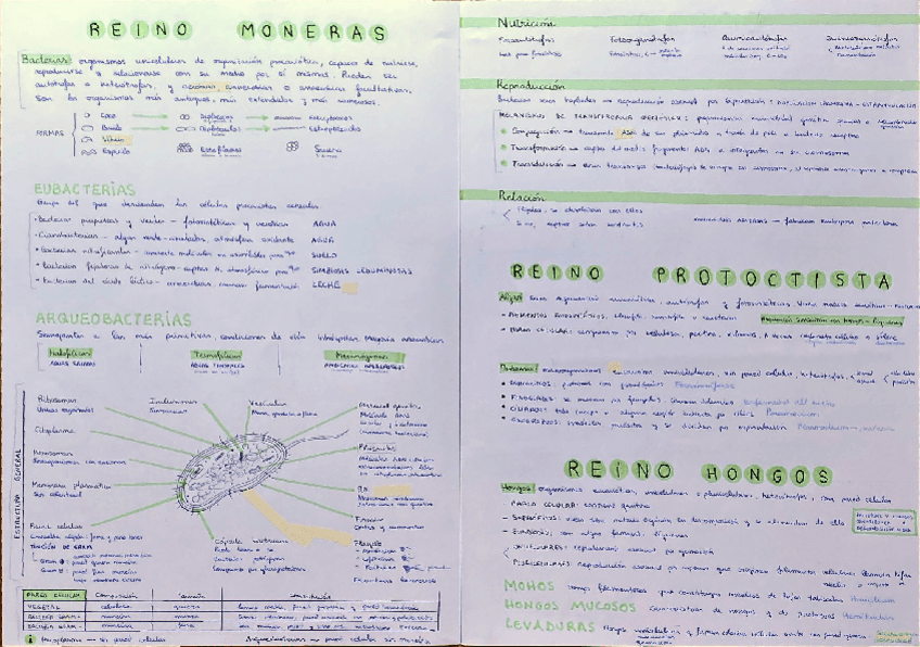 Miniatura del documento Reinos-bacterias-y-virus.pdf