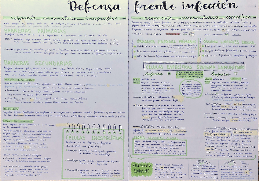Miniatura del documento Defensa-organismo-frente-a-infeccion.pdf