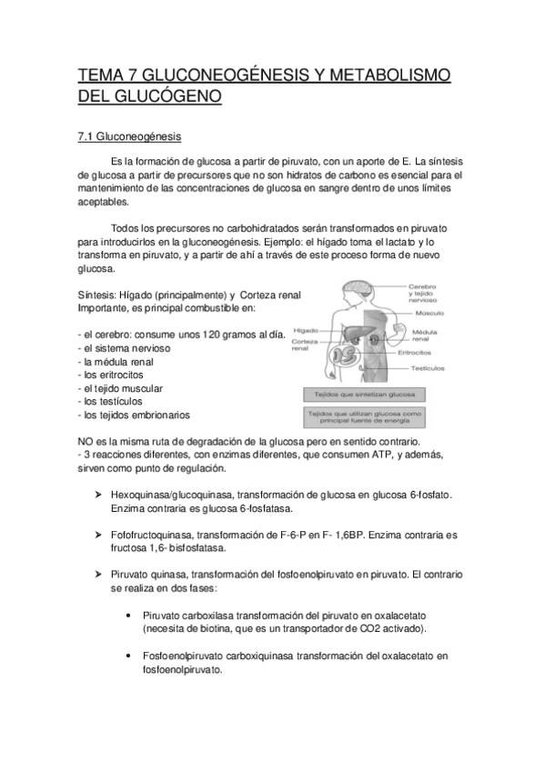Miniatura del documento TEMA 7.pdf