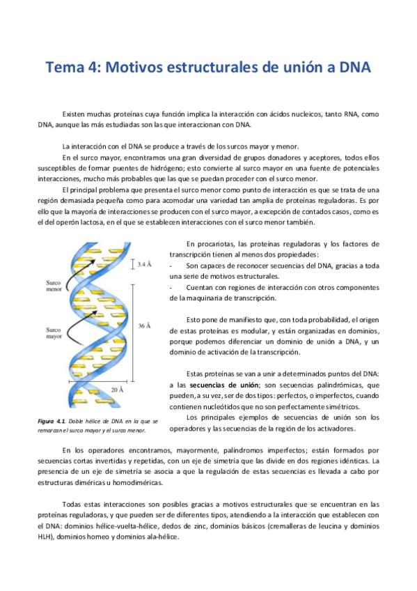 Miniatura del documento T4. Motivos estructurales de unión a DNA.pdf