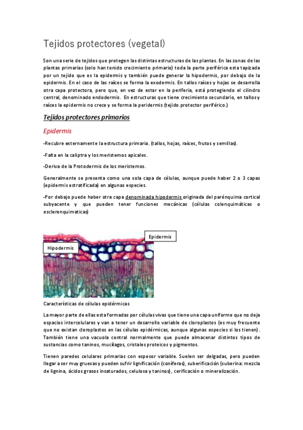 Miniatura del documento tejidos-protectores-vegetal-convertido.pdf