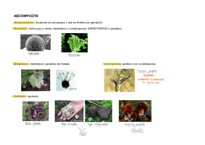 Miniatura del documento ASCOMYCOTA-.pdf
