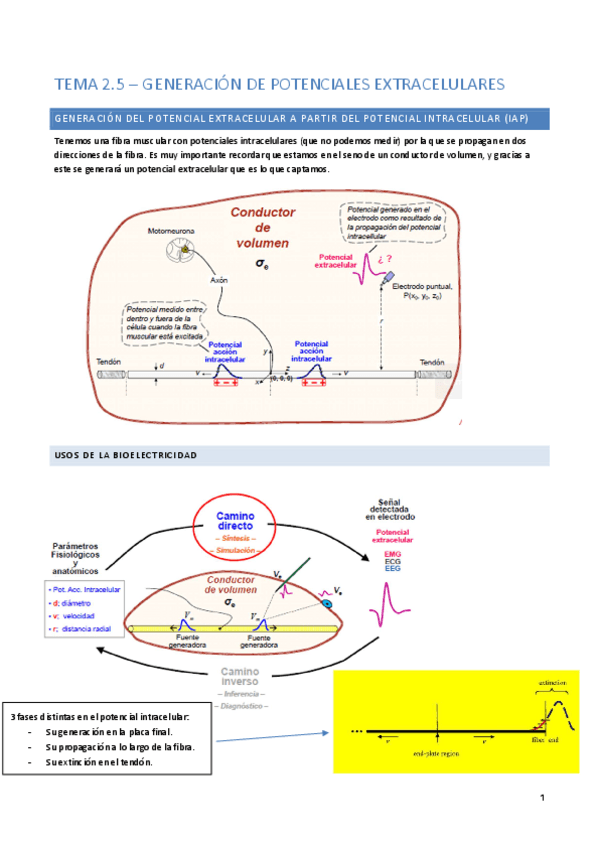 Miniatura del documento Tema 2.5: potenciales extracelulares