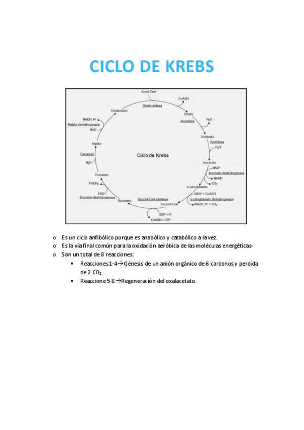 Miniatura del documento Ciclo-de-Krebs.pdf