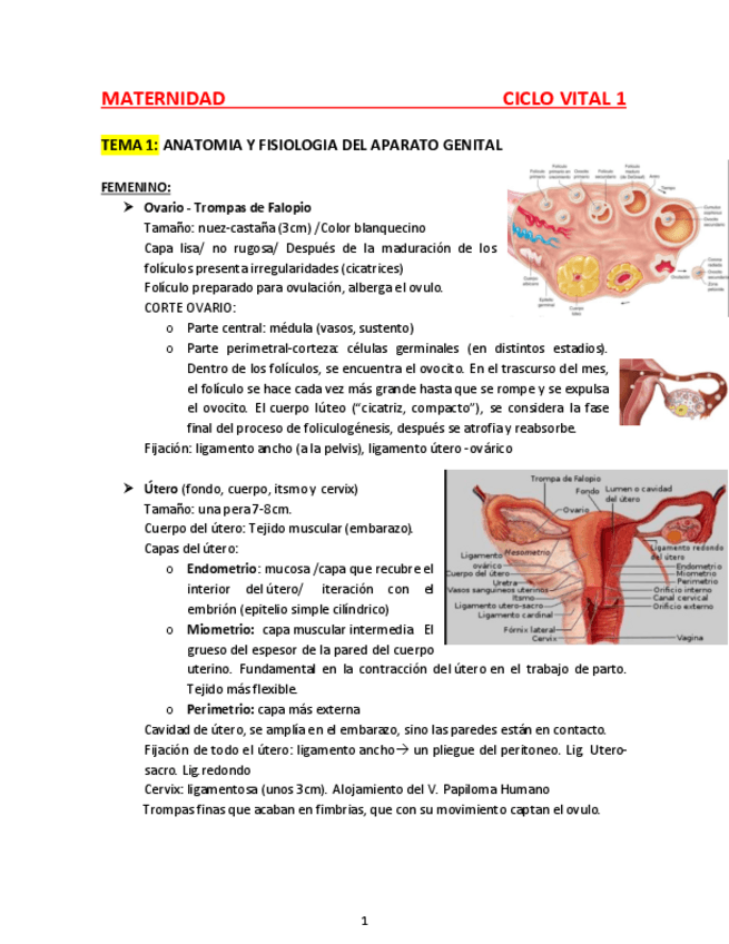 Miniatura del documento CV1.pdf