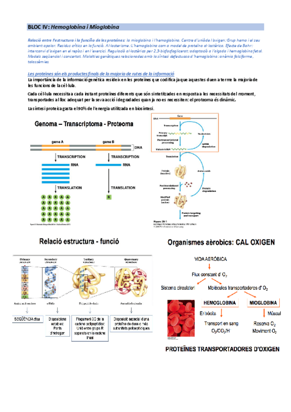 Miniatura del documento BLOC-IV-MIOGLOBINA-I-HEMOGLOBINA.pdf