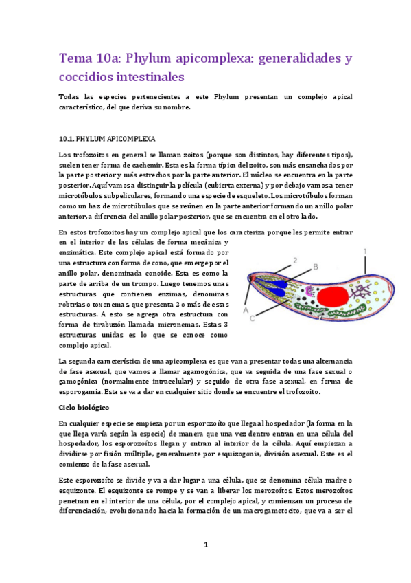 Miniatura del documento Tema 10A para.pdf